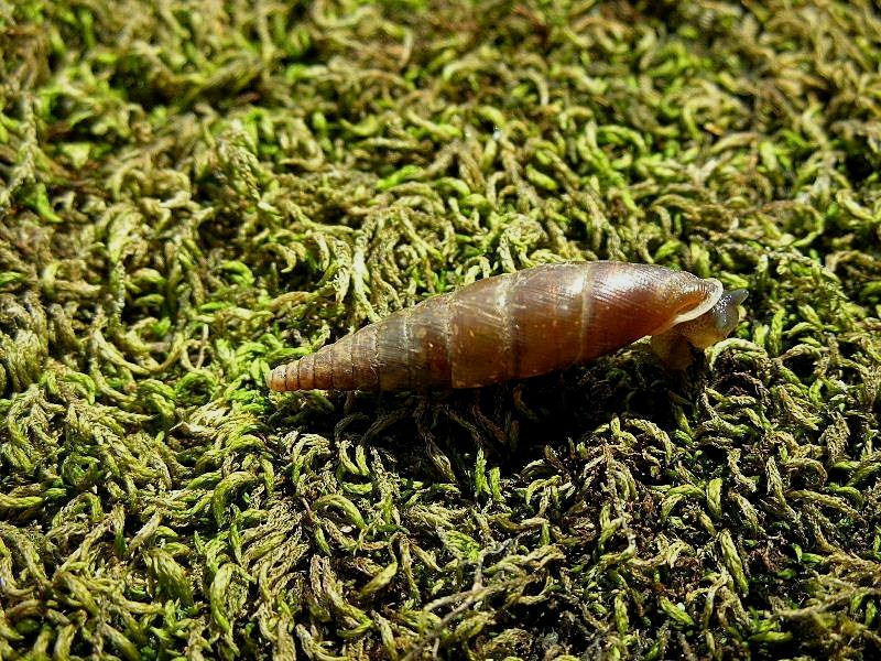 Cochlodina (Cochlodina) laminata (Montagu, 1803)  (TE)